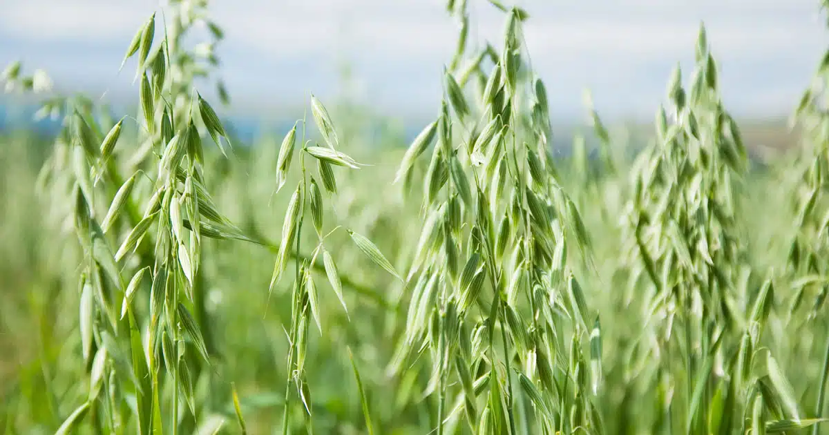 avena proprietà e benefici