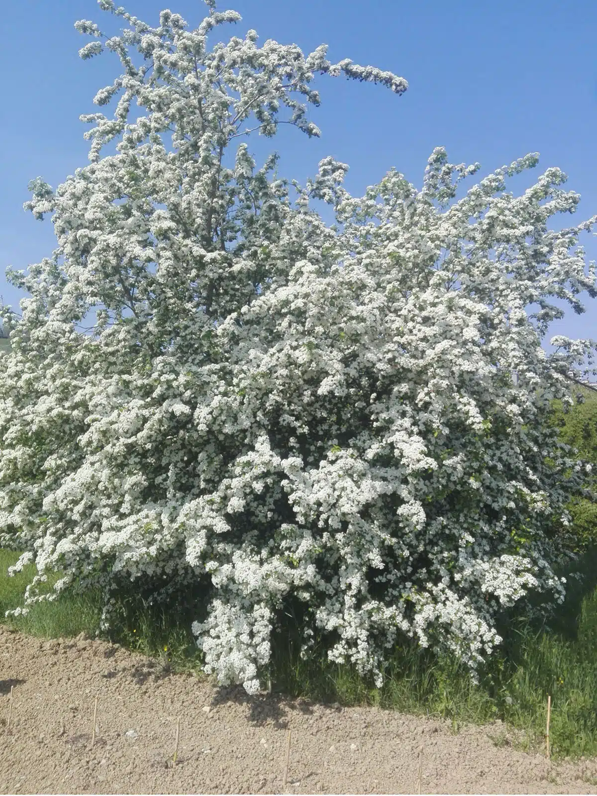 CRATAEGUS OXYACANTHA Biancospino grande pianta del cuore
