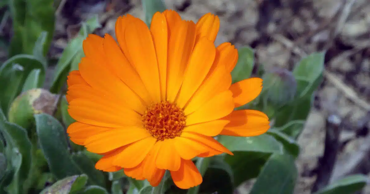 Calendula proprietà benefici impieghi