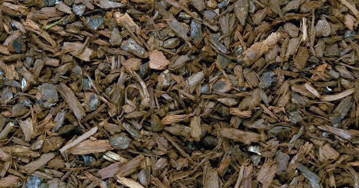 pigeum africanum corteccia prostata ingrossata