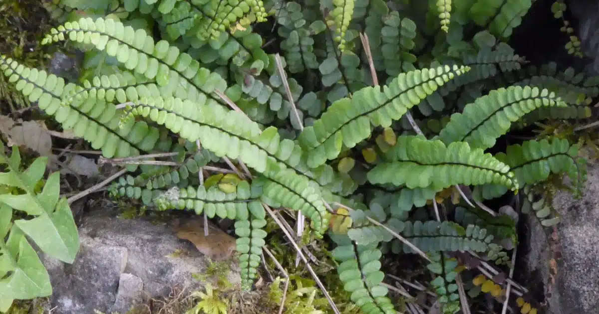 Ceterach Officinarum: proprietà e benefici della Spaccapietra