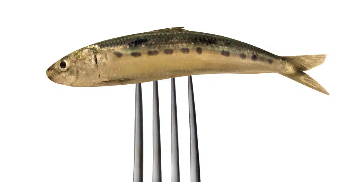 infezioni alimentari vacanza proteggersi