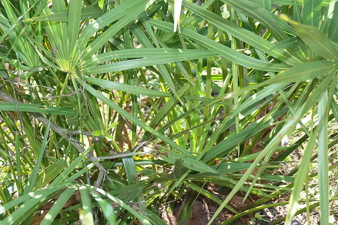 Serenoa Repens prostata ingrossata