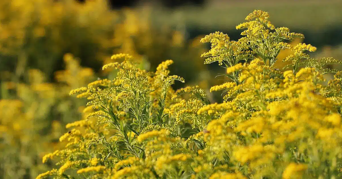 Solidago Virga Aurea: la Verga d'oro, pianta che depura i reni