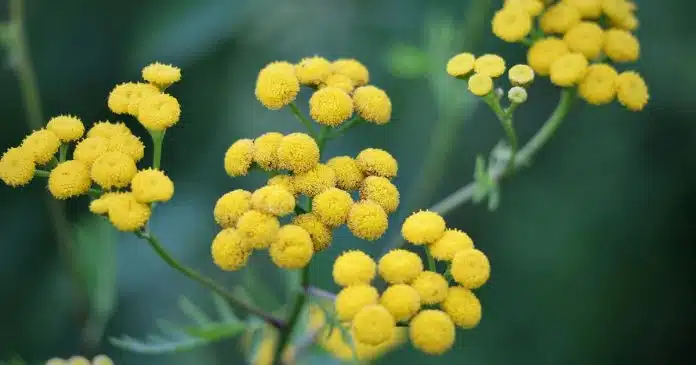 Elicrisio pianta preziosa e fondamentale