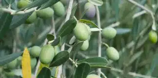 Olivo: pianta antica, longeva e dalle molteplici proprietà benefiche