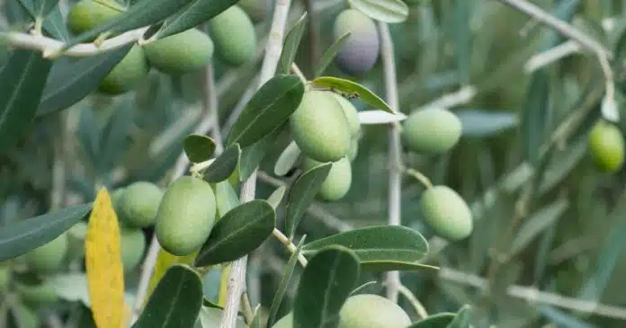 Olivo: pianta antica, longeva e dalle molteplici proprietà benefiche