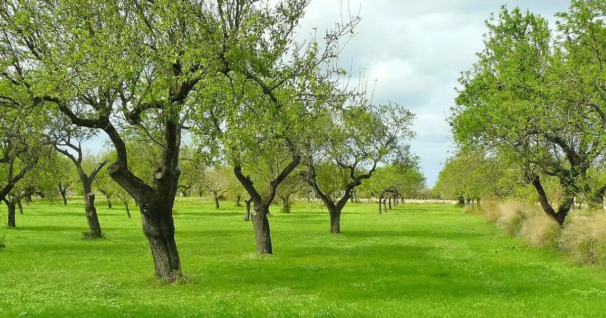 Olivo: pianta antica, longeva e dalle molteplici proprietà benefiche