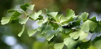 Ginkgo biloba vasodilatatore memoria