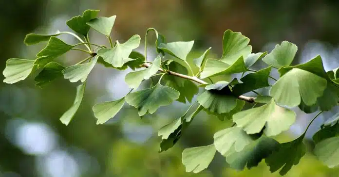 Ginkgo biloba vasodilatatore memoria