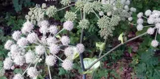 Angelica proprietà utilizzi benefici
