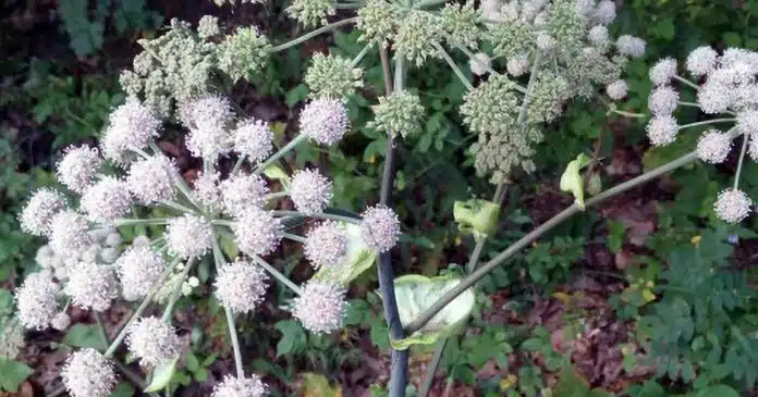Angelica proprietà utilizzi benefici