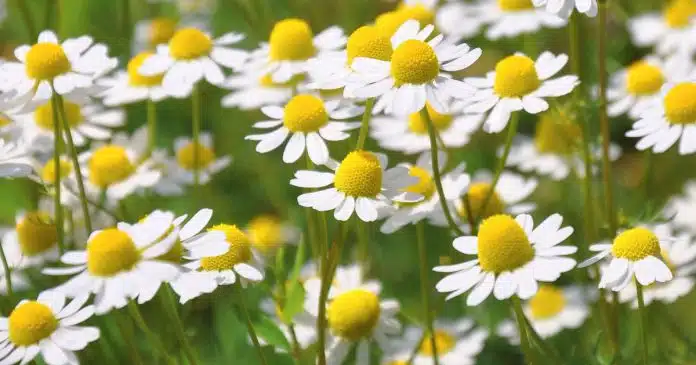 Camomilla: la piccola pianta dalle grandi proprietà