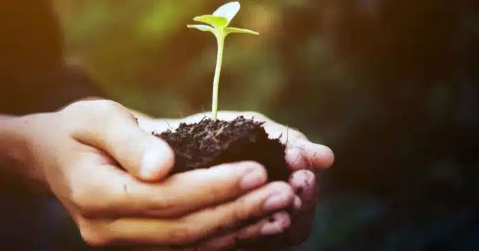 fisiognomica delle piante in-formazione terapeutica il corso