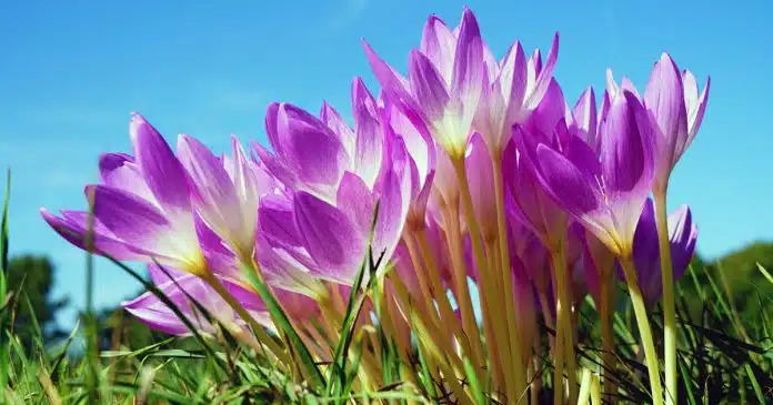 Lo zafferano: storia, proprietà, utilizzi