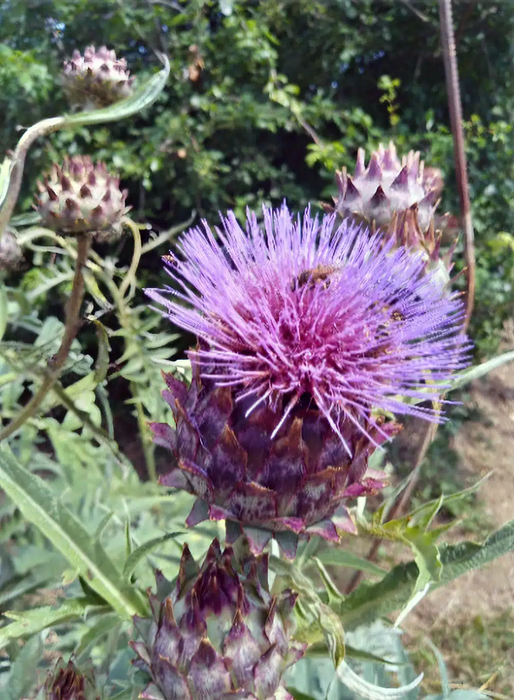 il carciofo: grande pianta del fegato e del rene