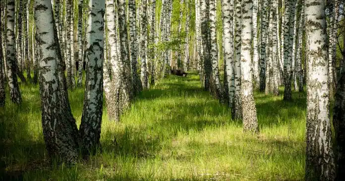 Betulla proprietà utilizzi benefici