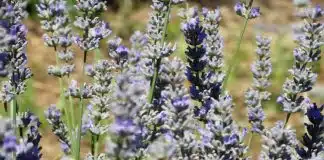 Lavanda