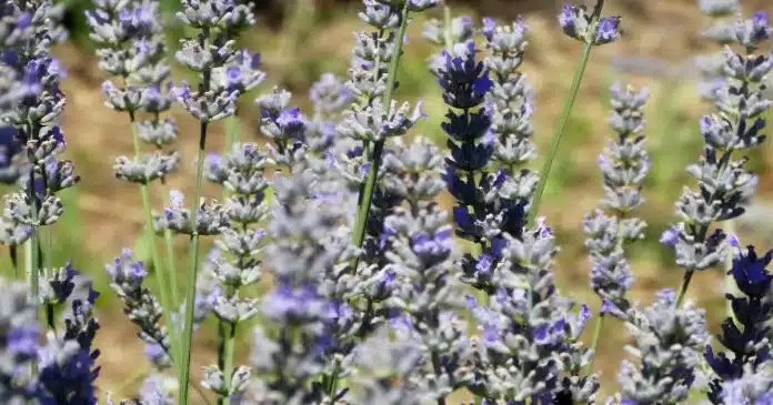 Lavanda